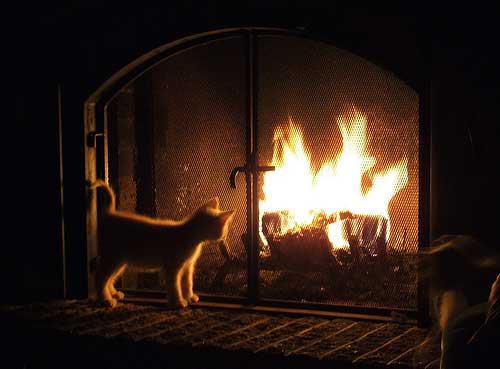 fireplace-cat